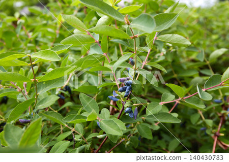Haskap honeysuckle bush with clusters of ripe blue berries among dense green foliage, growing in a garden 140430783