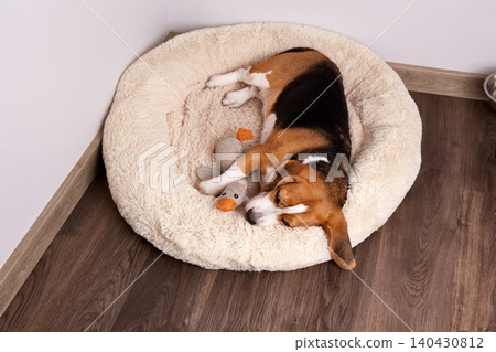 A beagle dog sleeps curled up on a soft round bed in a quiet corner of a modern room A beagle dog sleeps curled up on a soft round bed in a quiet corner of a modern room 140430812