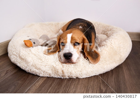 Beagle dog lying on a fluffy round bed, looking calm and slightly sleepy while resting indoors with a soft toy beside it 140430817