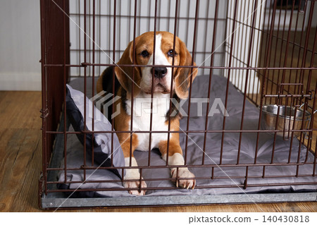 A beagle lies comfortably inside a crate on a padded bed, calmly looking forward while resting in a cozy indoor environment 140430818