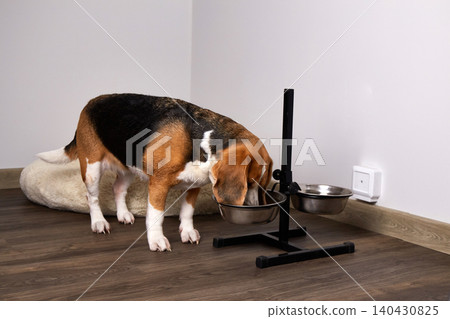 Beagle dog eating from a raised metal bowl at home, showing daily feeding routine and pet care 140430825