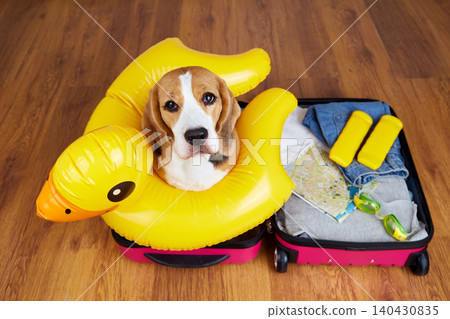 Beagle dog sitting inside an open suitcase with yellow inflatable pool ring, travel items and clothes Beagle dog sitting inside an open suitcase with yellow inflatable pool ring, travel items and clothes 140430835