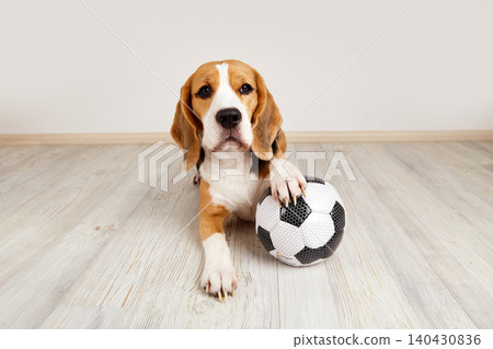 Beagle dog lying on wooden floor with paw on soccer ball, looking at camera, playful pet and sports concept Beagle dog lying on wooden floor with paw on soccer ball, looking at camera, playful pet and sports concept 140430836