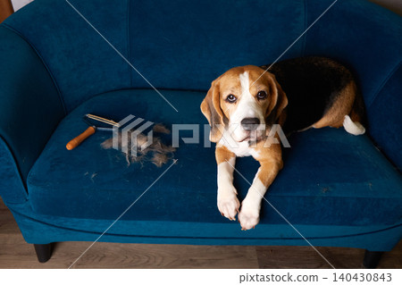 Beagle lying on blue sofa with visible shed fur and grooming tool nearby. Beagle lying on blue sofa with visible shed fur and grooming tool nearby. 140430843