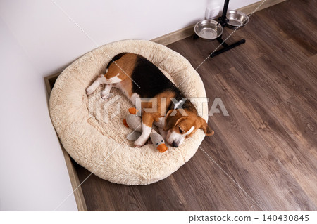 Beagle dog peacefully sleeping on a round fluffy bed in the corner of a clean room, with food bowls visible nearby Beagle dog peacefully sleeping on a round fluffy bed in the corner of a clean room, with food bowls visible nearby 140430845