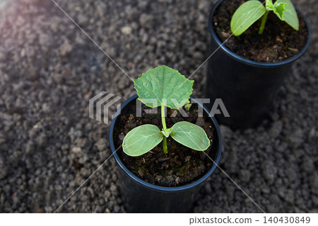 Close-up of young cucumber seedling growing in a black plastic pot on garden soil 140430849