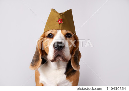 A beagle, wearing a tan military hat with a red star, sits and looks at the camera with a serious expression. A beagle, wearing a tan military hat with a red star, sits and looks at the camera with a serious expression. 140430864