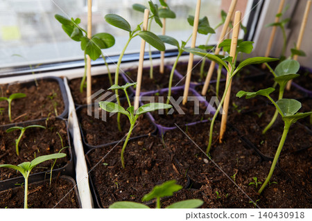 Several young watermelon plants sprout from dark soil in small containers. Several young watermelon plants sprout from dark soil in small containers. 140430918