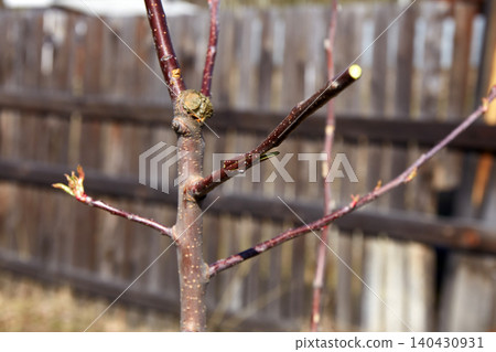 The process of grafting a fruit tree with cuttings into a split tree branch The process of grafting a fruit tree with cuttings into a split tree branch 140430931