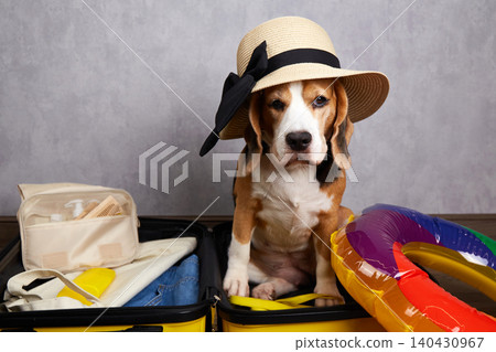 A beagle dog in a straw hat sits in a suitcase A beagle dog in a straw hat sits in a suitcase 140430967