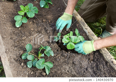 A gardener works in the garden, planting strawberry seedlings in a bed 140430970