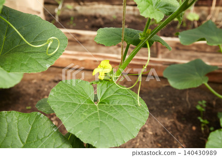 A young melon sapling grows in the garden. The plant has green leaves and a small yellow flower. 140430989