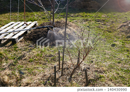 Spraying garden plants with an organic pest control solution on a sunny spring day 140430990