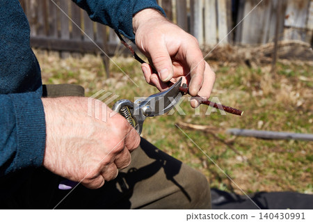 Spring pruning of fruit tree branches with pruning shears Spring pruning of fruit tree branches with pruning shears 140430991