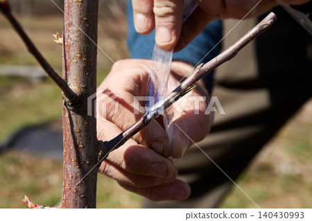 A gardener grafts a tree. A man wraps grafting tape around the joint on a young sapling A gardener grafts a tree. A man wraps grafting tape around the joint on a young sapling 140430993