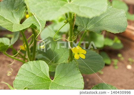 A young melon sapling grows in the garden. The plant has green leaves and a small yellow flower. A young melon sapling grows in the garden. The plant has green leaves and a small yellow flower. 140430996
