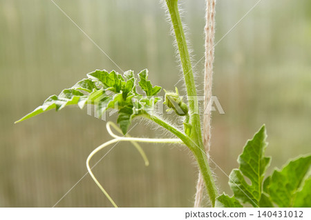 Watermelon sprout on a vine in a greenhouse Watermelon sprout on a vine in a greenhouse 140431012