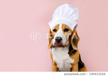 Dog in chef hat sits with a focused look against a pink background while preparing for a cooking scene Dog in chef hat sits with a focused look against a pink background while preparing for a cooking scene 140431026