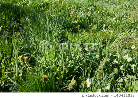 Young green grass and dandelion blossoms . Beautiful summer natural background Young green grass and dandelion blossoms . Beautiful summer natural background 140431032