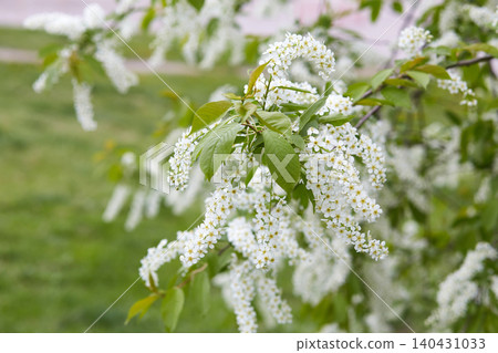White flowers blooming bird cherry. Springtime concept White flowers blooming bird cherry. Springtime concept 140431033