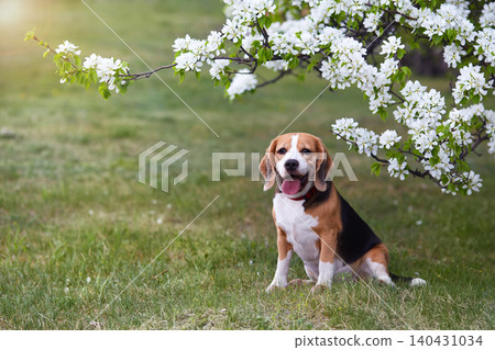 A beagle dog in the park near a blooming apple tree. A beagle dog in the park near a blooming apple tree. 140431034