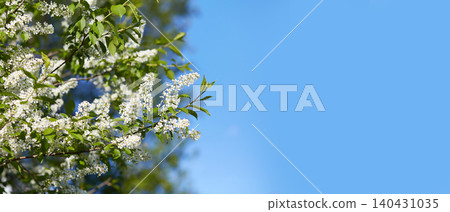 White bird cherry blossoms bloom on a branch in a park under a blue sky. White bird cherry blossoms bloom on a branch in a park under a blue sky. 140431035