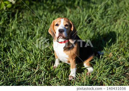 The beagle dog sits on the green grass in a summer meadow. 140431036