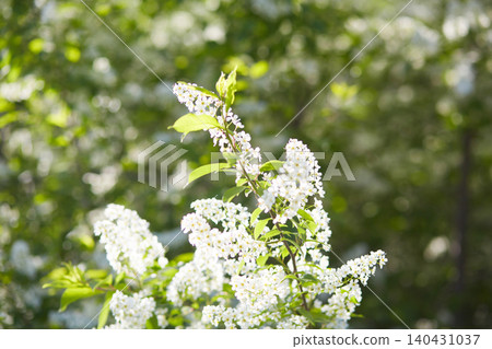 White bird cherry flowers on a sunny spring day 140431037