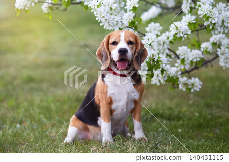 A beagle dog in the park near a blooming apple tree. A beagle dog in the park near a blooming apple tree. 140431115