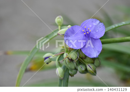 Flower of Murasaki Yukusa Flower of Murasaki Yukusa 140431129