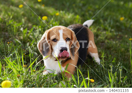 The beagle dog is lying on the green grass in a summer meadow. The beagle dog is lying on the green grass in a summer meadow. 140431135