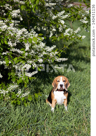 A cute beagle dog is sitting in the green grass by a flowering cherry bush 140431136