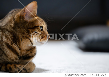 A cat to relax A cat to relax 140431274