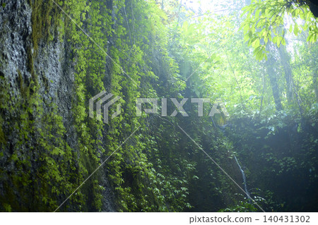 Forest wrapped in fog Forest wrapped in fog 140431302