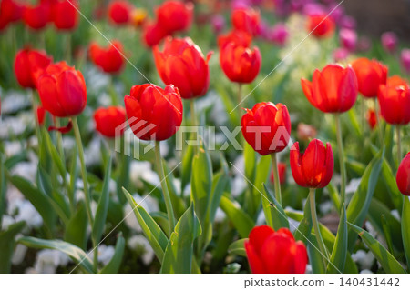 Red Tulips Close-Up in Soft Light. Spring Floral Background. Red Tulips Close-Up in Soft Light. Spring Floral Background. 140431442