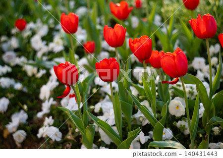 Red Tulips Close-Up in Soft Light. Spring Floral Background. Red Tulips Close-Up in Soft Light. Spring Floral Background. 140431443