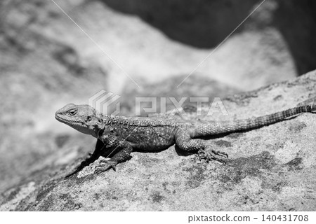 Black and white lizard on rock 140431708