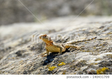 Small lizard basking on a rocky surface Small lizard basking on a rocky surface 140431709