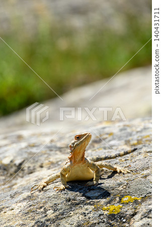 Small lizard on a sunlit rock Small lizard on a sunlit rock 140431711