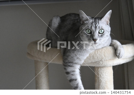 Cat playing at the cat tower Cat playing at the cat tower 140431754