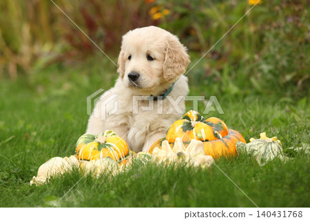 Adorable gold retriever puppy with pumpkins Adorable gold retriever puppy with pumpkins 140431768