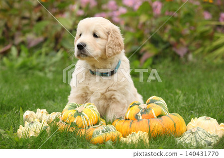 Adorable gold retriever puppy with pumpkins Adorable gold retriever puppy with pumpkins 140431770