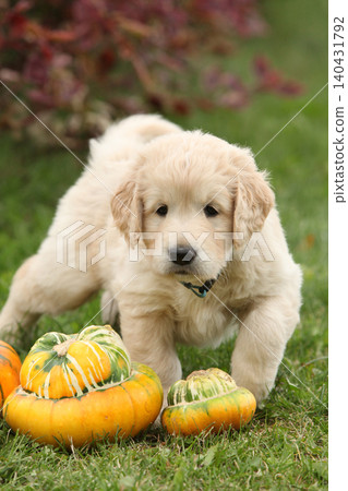Adorable gold retriever puppy with pumpkins Adorable gold retriever puppy with pumpkins 140431792