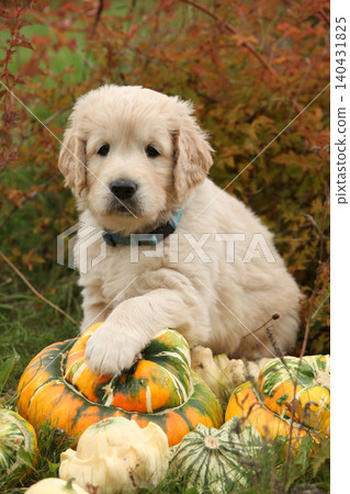 Adorable gold retriever puppy with pumpkins Adorable gold retriever puppy with pumpkins 140431825