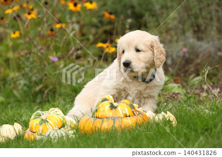 Adorable gold retriever puppy with pumpkins Adorable gold retriever puppy with pumpkins 140431826