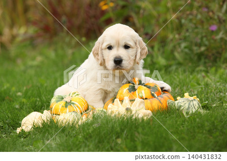 Adorable gold retriever puppy with pumpkins Adorable gold retriever puppy with pumpkins 140431832