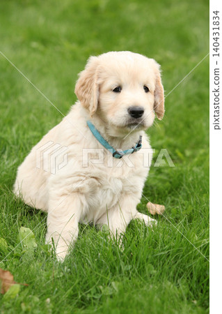 Amazing puppy of gold retriever in the garden Amazing puppy of gold retriever in the garden 140431834