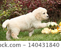 Adorable gold retriever puppy with pumpkins 140431840