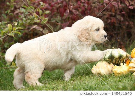 Adorable gold retriever puppy with pumpkins Adorable gold retriever puppy with pumpkins 140431840