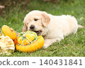 Adorable gold retriever puppy with pumpkins 140431841
